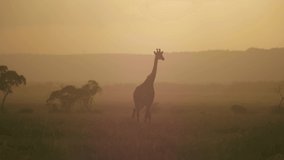 Silhouette Giraffe walks across the Savanna alone.  - Powered by Shutterstock - Get 15% off with code: PIKWIZARD15