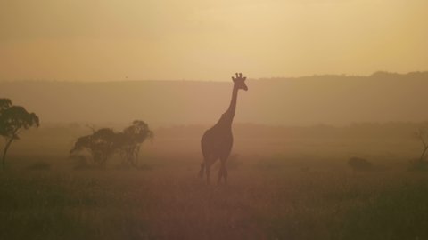 Silhouette Giraffe walks across the Savanna alone. 