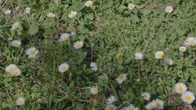 White daisy field in the spring season