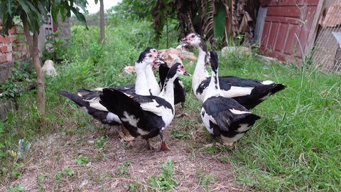 Pet Muscovy Duck at Home