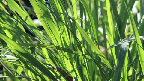 close-up of green fresh lemongrass leaves swaying in the wind