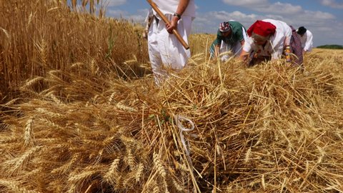 Muzlja, Vojvodina, Serbia, - July 03, 2021; XXXVIII Traditionally wheat harvest. Group of people are reaping wheat manually in a traditional rural way.