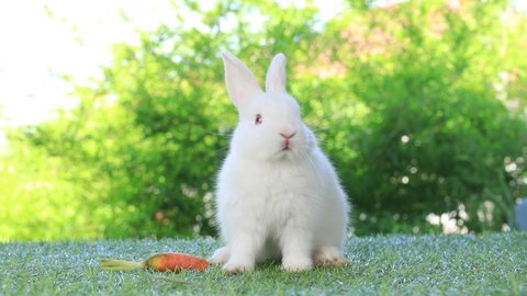White rabbit eats carrot on green nature background.