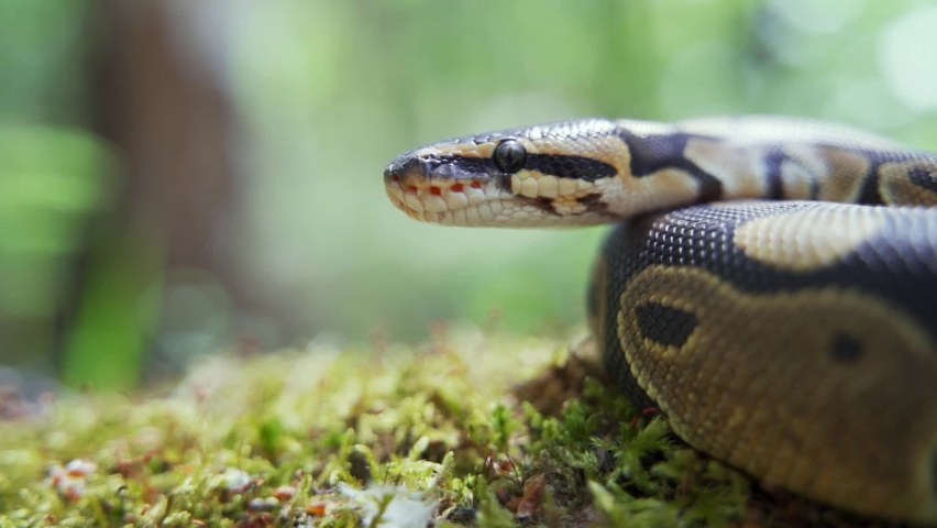 The boa constrictor lies on the grass and slowly raises its head up. The snake hisses and sticks out its tongue. Royalty-Free Stock Footage #1075661963