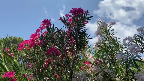 Bright pink and creamy white oleander azalea flowers against clear blue summer sky. Beautiful bright oleander flowering  bush in tropical garden against blue heaven. Idyllic natural summer landscape.