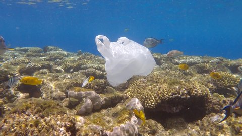 Plastic pollution of the Ocean, a discarded wtite plastic bag on tropical coral reef, on the blue water background swims school of tropical fish. Underwater shot