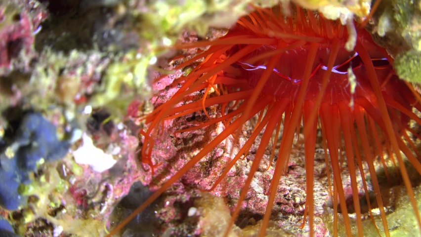 Electric flame scallop (lima Sp.) close up on tropical coral reef