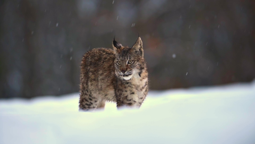The Eurasian lynx (Lynx lynx), wild animal, medium sized cat, slow motion, in forest at winter, snow all around. Vulnerable species in nature. | Shutterstock HD Video #1075671620