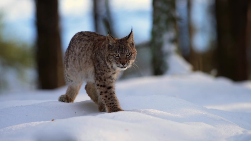 The Eurasian lynx (Lynx lynx), wild animal, medium sized cat, slow motion, in forest at winter, snow all around. Vulnerable species in nature. Royalty-Free Stock Footage #1075671626