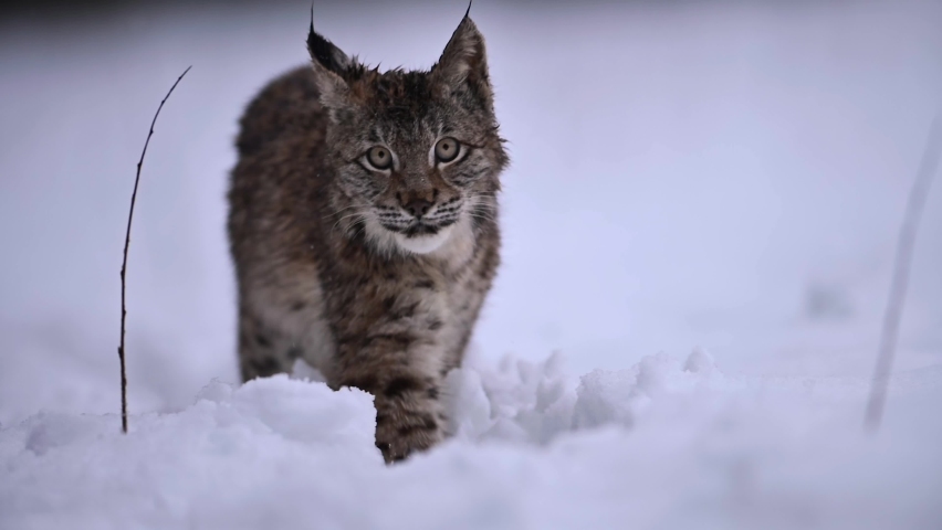 The Eurasian lynx (Lynx lynx), wild animal, medium sized cat, slow motion, in forest at winter, snow all around. Vulnerable species in nature. | Shutterstock HD Video #1075671629