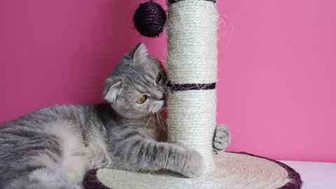Cute Funny Cat Is Playing With A Scratcher On Pink Background.