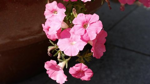 Flower name: Petunia. Pink flowers are stirring.