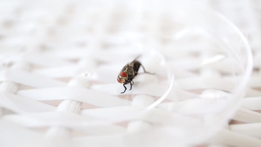 Common fly on a white chair, macro flies. A small common housefly insect macro video footage on a white chair.