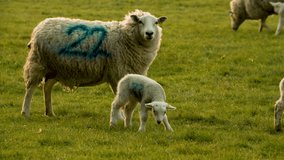 4K video clip mother sheep and baby lamb playing standing in a field on a farm in evening sunlight