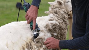 Soft white wool shearing from adult sheep. Farmer shearing sheep with electric professional clipper outdoors. Close-up.