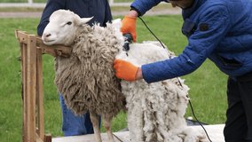 Farmer cutting sheep wool. Man shearing adult sheep with a professional electric hair clipper on a farm. Agricultural process of cutting wool.