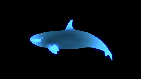 3D holographic swimming killer whale animation 