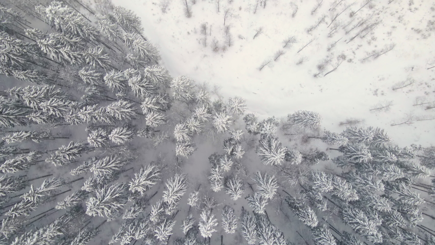 Top down aerial view of falling snow on evergreen pine forest during heavy snowfall in winter mountain woods on cold quiet day. Royalty-Free Stock Footage #1075680026