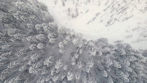 Top down aerial view of falling snow on evergreen pine forest during heavy snowfall in winter mountain woods on cold quiet day.