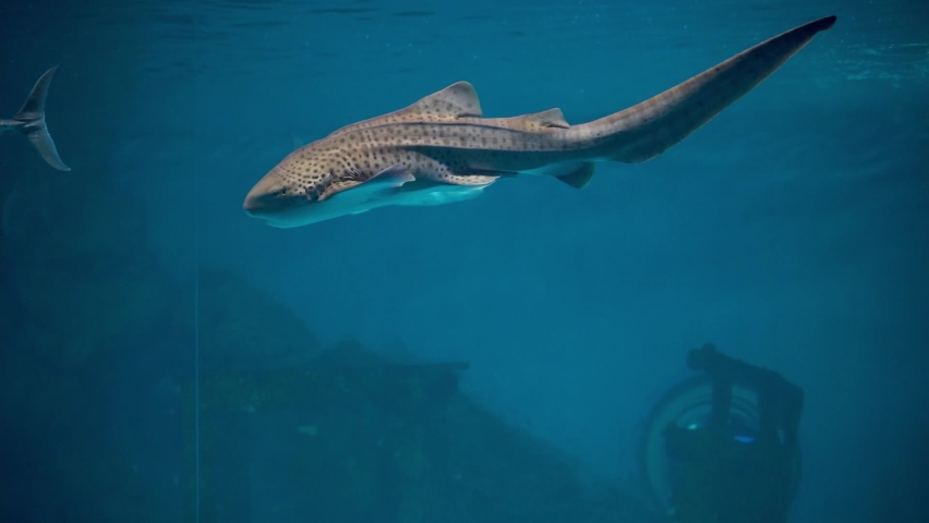 Zebra shark(Stegostoma fasciatum) swimming on top of aquarium tank Royalty-Free Stock Footage #1075685468