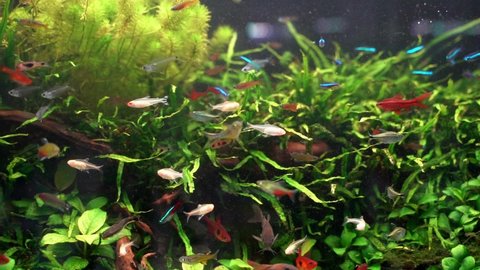 Schooling of Tetra fish in planted aquarium