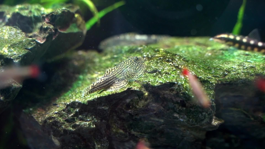 Hillstream Loach (Sewellia albisuera) climbing rock