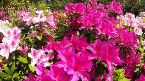 Spring, azaleas in full bloom, bees collecting nectar