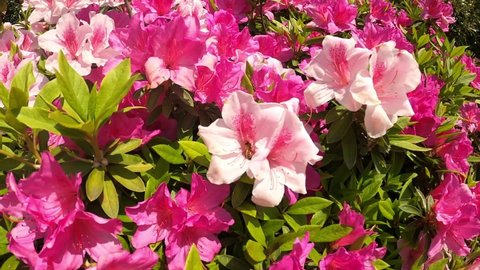 Spring, azaleas in full bloom, bees collecting nectar