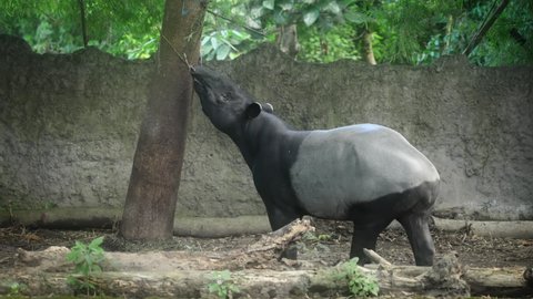 A very cute black and gray tapir stands peacefully and studies the tree, and then eats something delicious. The tapir is in the rays of soft daylight that makes its way through the crowns of trees. 