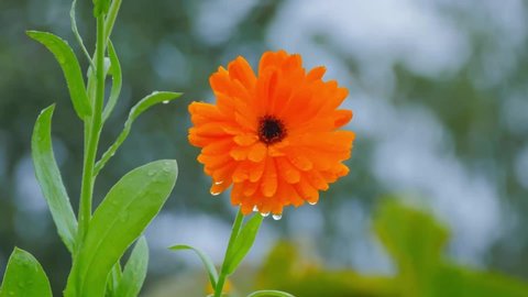 A calendula with drops swaying in the wind