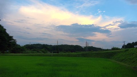 Cicada barks and landscapes. Japanese summer dusk scene.