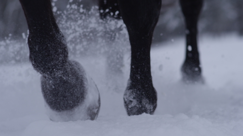 SLOW MOTION, LOW ANGLE, CLOSE UP, DOF: Horse's hooves are kicking up snowflakes of the fresh powder snow covering the idyllic countryside. Young thoroughbred mare walks in the deep snow in December. Royalty-Free Stock Footage #1075692053