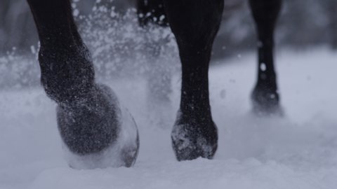 SLOW MOTION, LOW ANGLE, CLOSE UP, DOF: Horse's hooves are kicking up snowflakes of the fresh powder snow covering the idyllic countryside. Young thoroughbred mare walks in the deep snow in December.