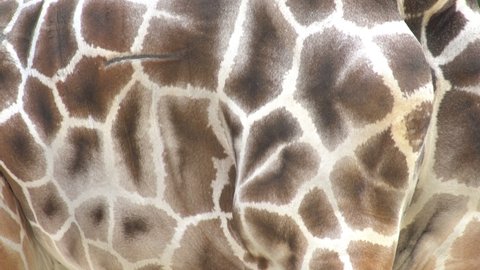 giraffe skin extreme close up