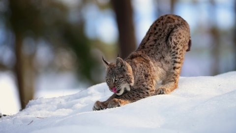 The Eurasian lynx (Lynx lynx), wild animal, medium sized cat, slow motion, in forest at winter, snow all around. Vulnerable species in nature.