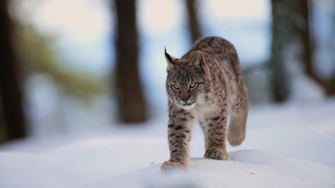 The Eurasian lynx (Lynx lynx), wild animal, medium sized cat, slow motion, in forest at winter, snow all around. Vulnerable species in nature.