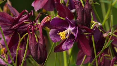 Garden burgundy aquilegia, close-up. Concept of natural beauty and naturalness, colors of nature