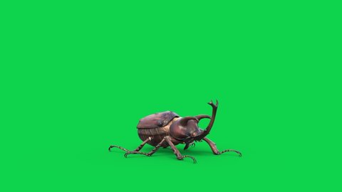 Green Screen GiantBeetle Idle Fly 3D Rendering Animation 4K