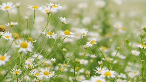 Field of white daisies in wind swaying. Camomille background. Matricaria Recutita L.