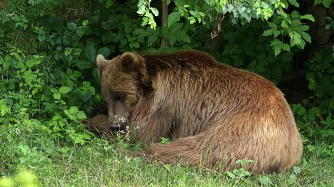 Brown bear in natural green forest at summer. Wildlife scene with bear.