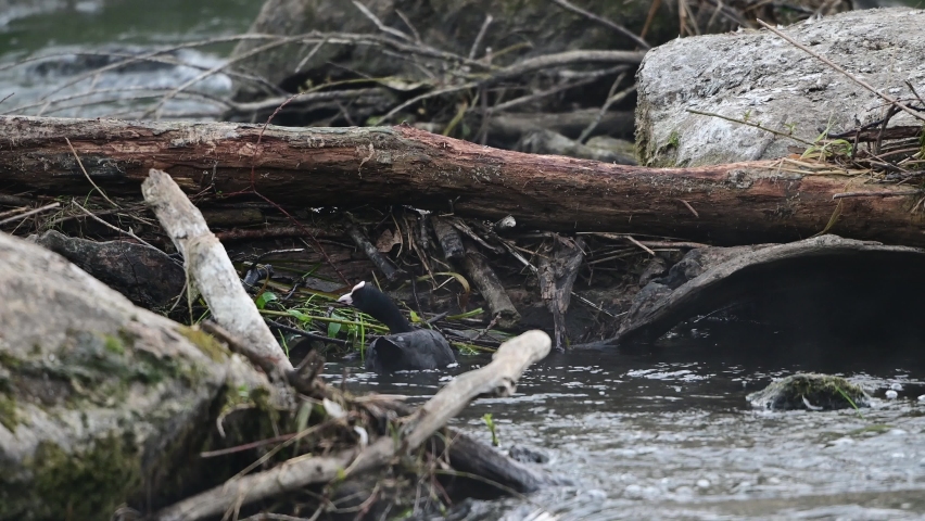 Coot is looking for material for nest building in the river, summer,  (fulica atra), germany