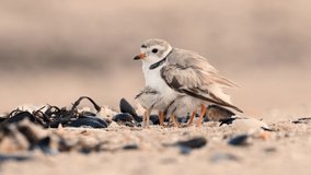 Piping Plover and Chicks Video Clip 