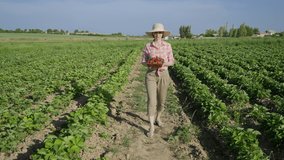 A female farmer walks through a green strawberry field with a wicker basket full of ripe strawberries picked in the field.Organic strawberries grown outdoors. Slow-motion video
