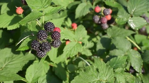 Bunches of ripe black raspberries swaying in the wind in the foliage in the sun, summer berries outdoors, close-up.