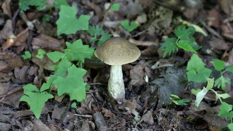 Man collects an edible mushroom in the forest.
