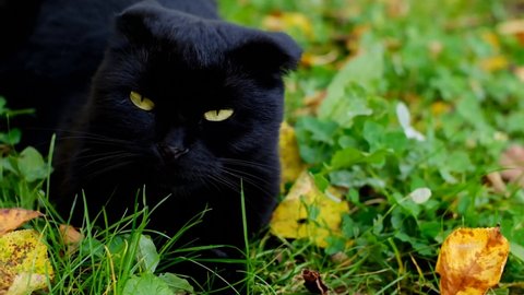 Angry black cat. Halloween symbol. Black cat hisses and bares its teeth in the autumn garden.Aggressive cat close-up