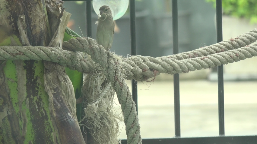 A little bird pulls strands from a rope to use as building material for his nest.