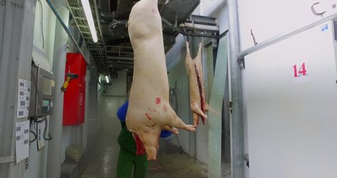 Woman butcher moves dead pigs body, scans the barcode and enters the pork carcass into the accounting system. Lines for the production of meat, dead pig. Modern meat production. Pork factory. Dead pig