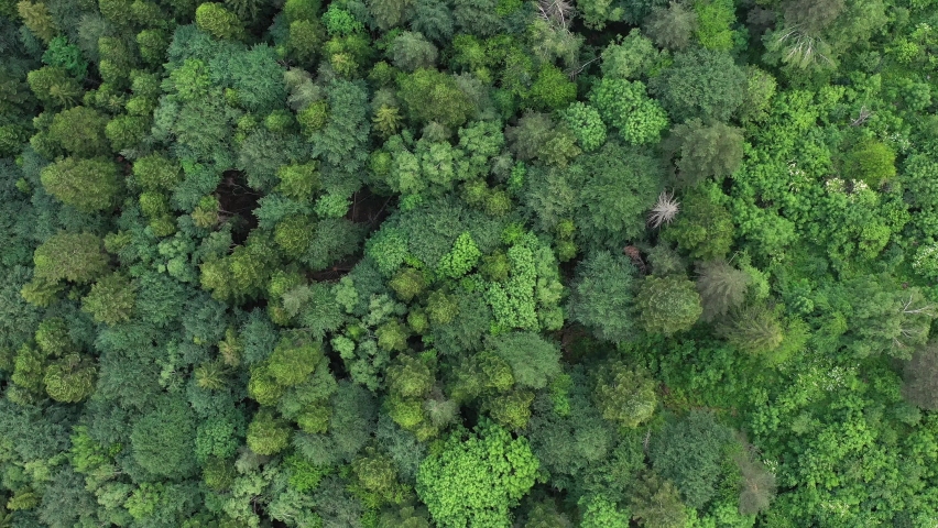 Flight above the tops of lush green trees at the forest , Drone Footage Top down the of pine treetops in a dense forest Royalty-Free Stock Footage #1075739087