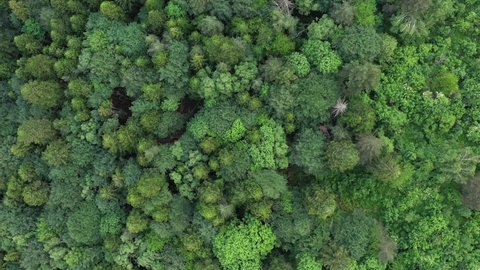 Flight above the tops of lush green trees at the forest , Drone Footage Top down the of pine treetops in a dense forest